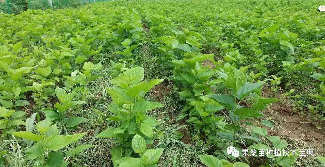 桑叶粉鸡饲料的制造方法与工艺,蚕桑饲料化应用