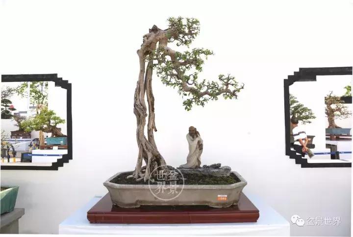 根艺盆景大全欣赏,文人根艺盆景精品大全图