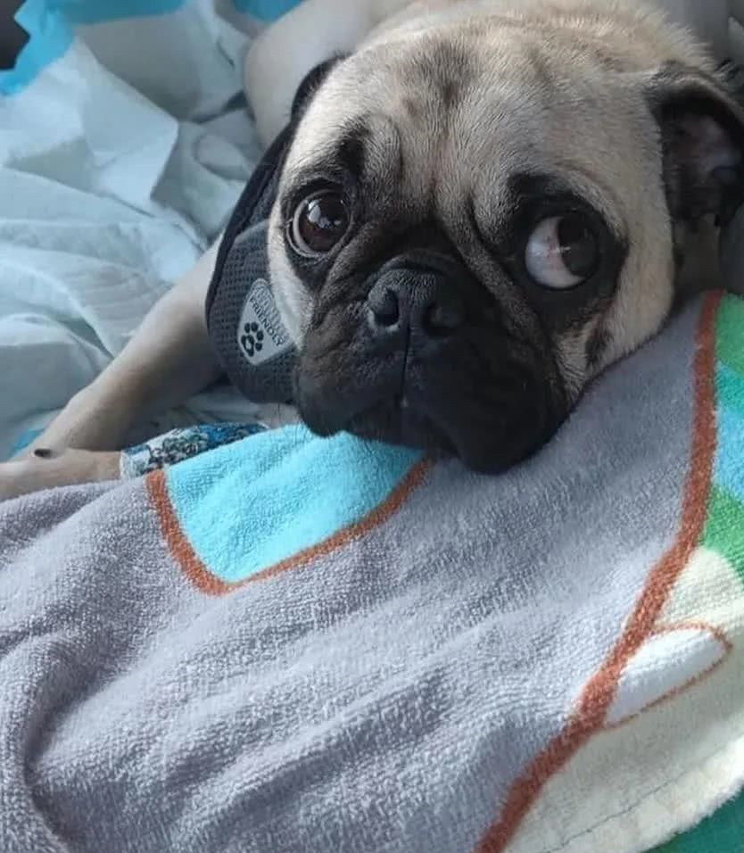 巴哥将钻戒吞进肚子里，带去医院手术取出，看到账单后没话说了