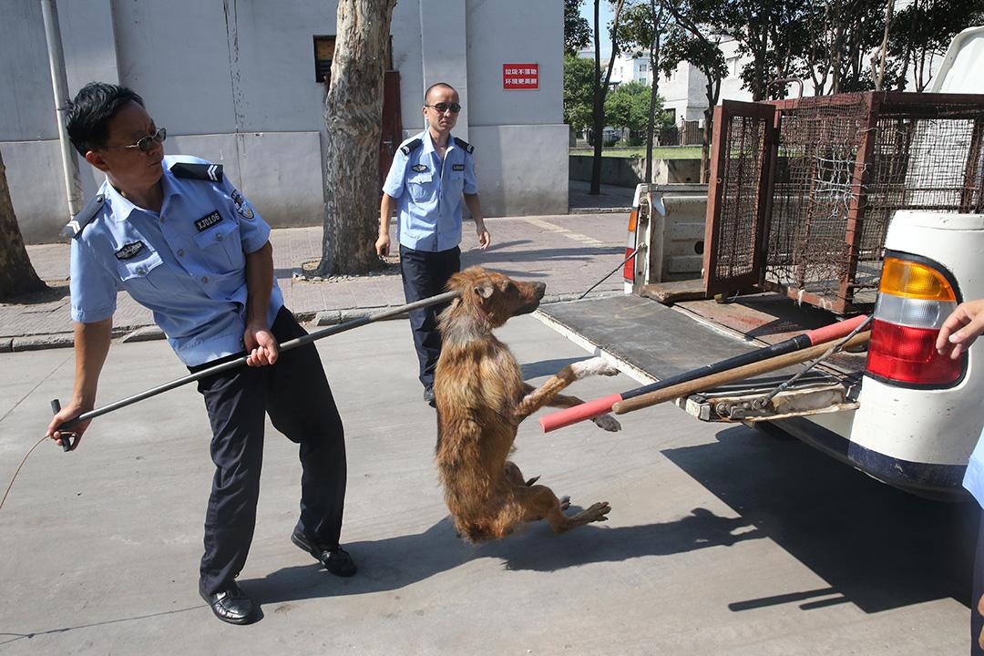 为啥被狗咬了会得狂犬病,为什么被狗咬了会得狂犬病视频