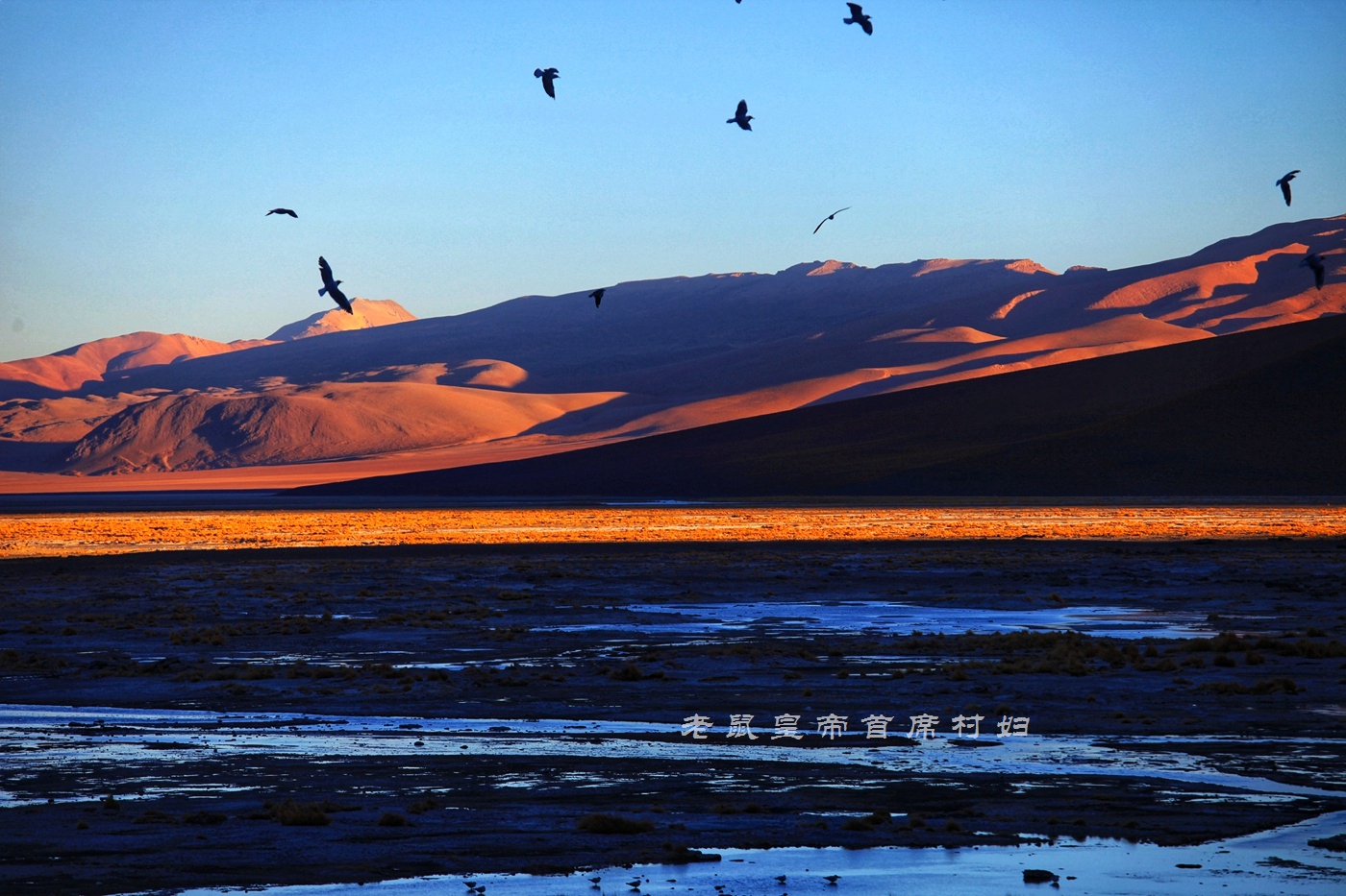 玻利维亚只看天空之镜？七彩湖火烈鸟4层楼高的仙人掌更精彩
