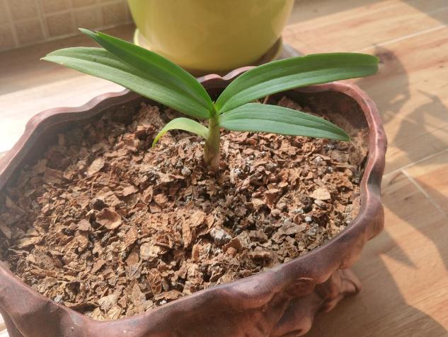 花根不透气了会怎样,花根不透气怎么办