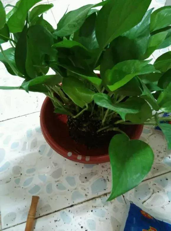 绿萝吊兰爱“吃土”,2年盆土“吃光光”,说啥也要换土!