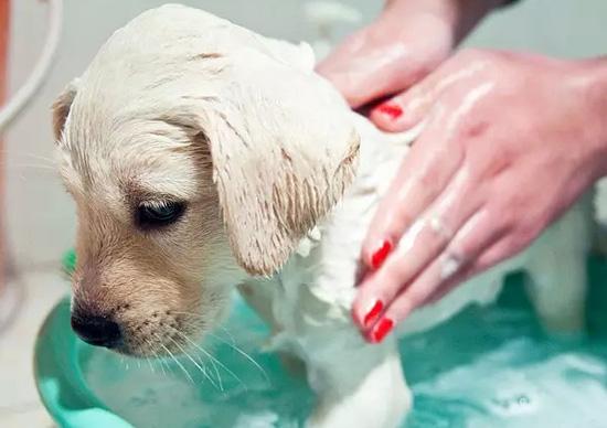 拉布拉多犬身上跳蚤多咋办,小拉布拉多犬身上有跳蚤怎么办
