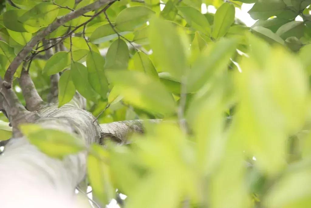 沉香树长得是什么样的,沉香漂亮