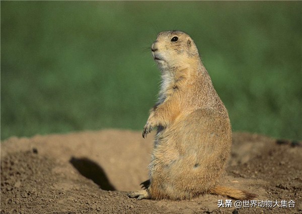 抖音土拨鼠是谁,抖音最近很火的土拨鼠是什么
