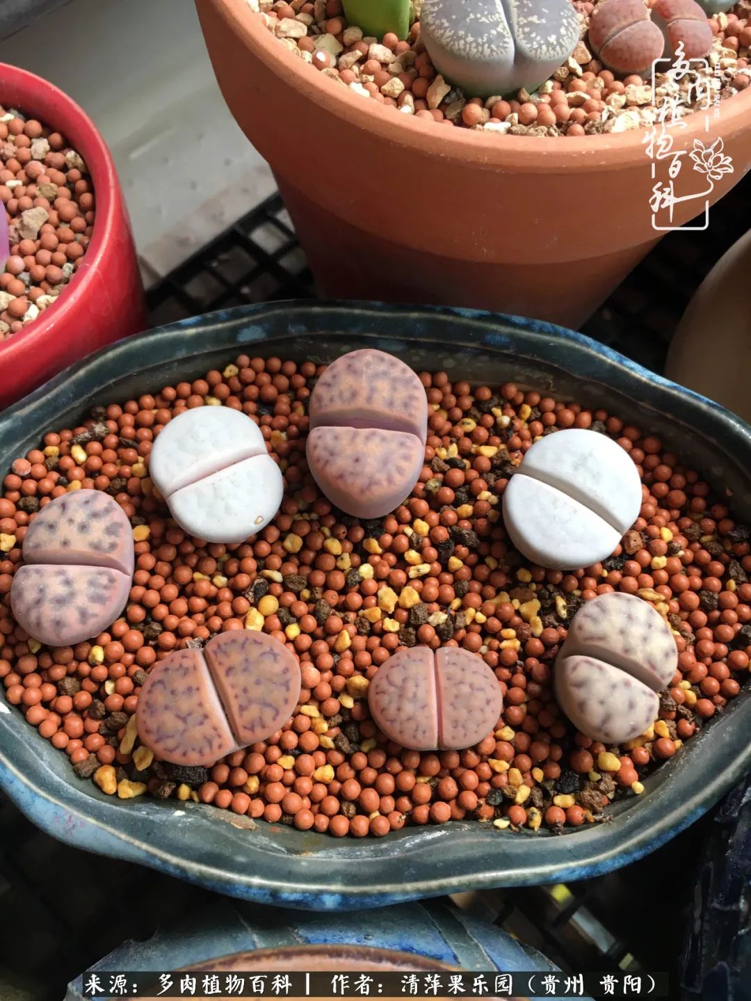 生石花庭院,晶莹剔透的生石花