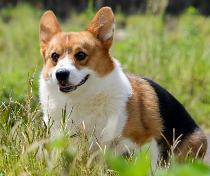 柯基吃了不长肉该喂什么狗粮,柯基不挑食狗粮怎么喂呢