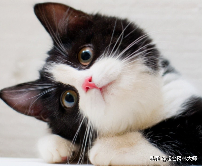 猫咪洋气的名称,猫咪可爱洋气又霸气大全