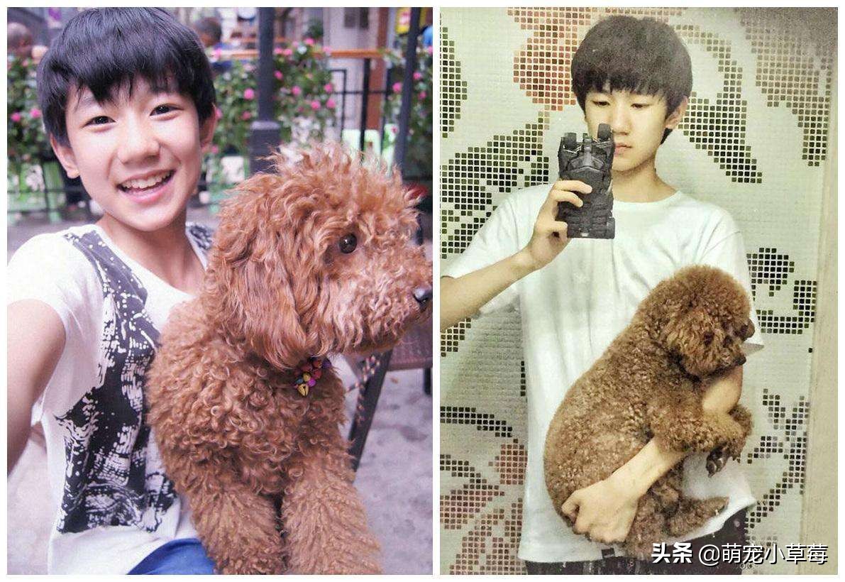 全球六大最好看男明星,盘点各明星养什么狗