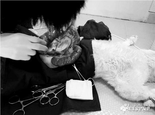 猫咪便秘导致巨结肠可以自愈吗,猫咪巨结肠症肚子会很大很胀吗