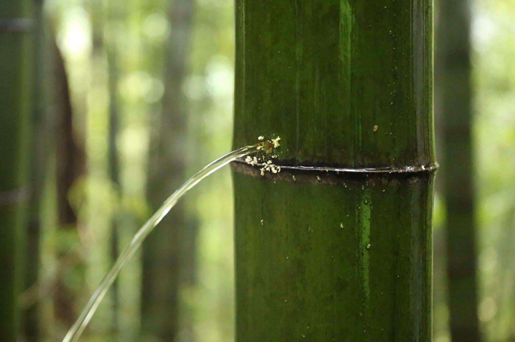 以前的竹叶青酒为何没有了,活竹酒真的存在吗