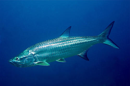 海洋十大速度最快鱼类,海洋十大鱼类最强排名