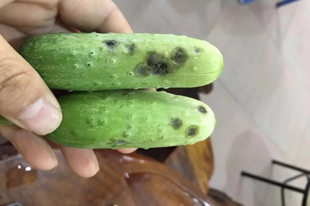 黄瓜蓟马病害图谱大全,黄瓜幼苗病害图谱