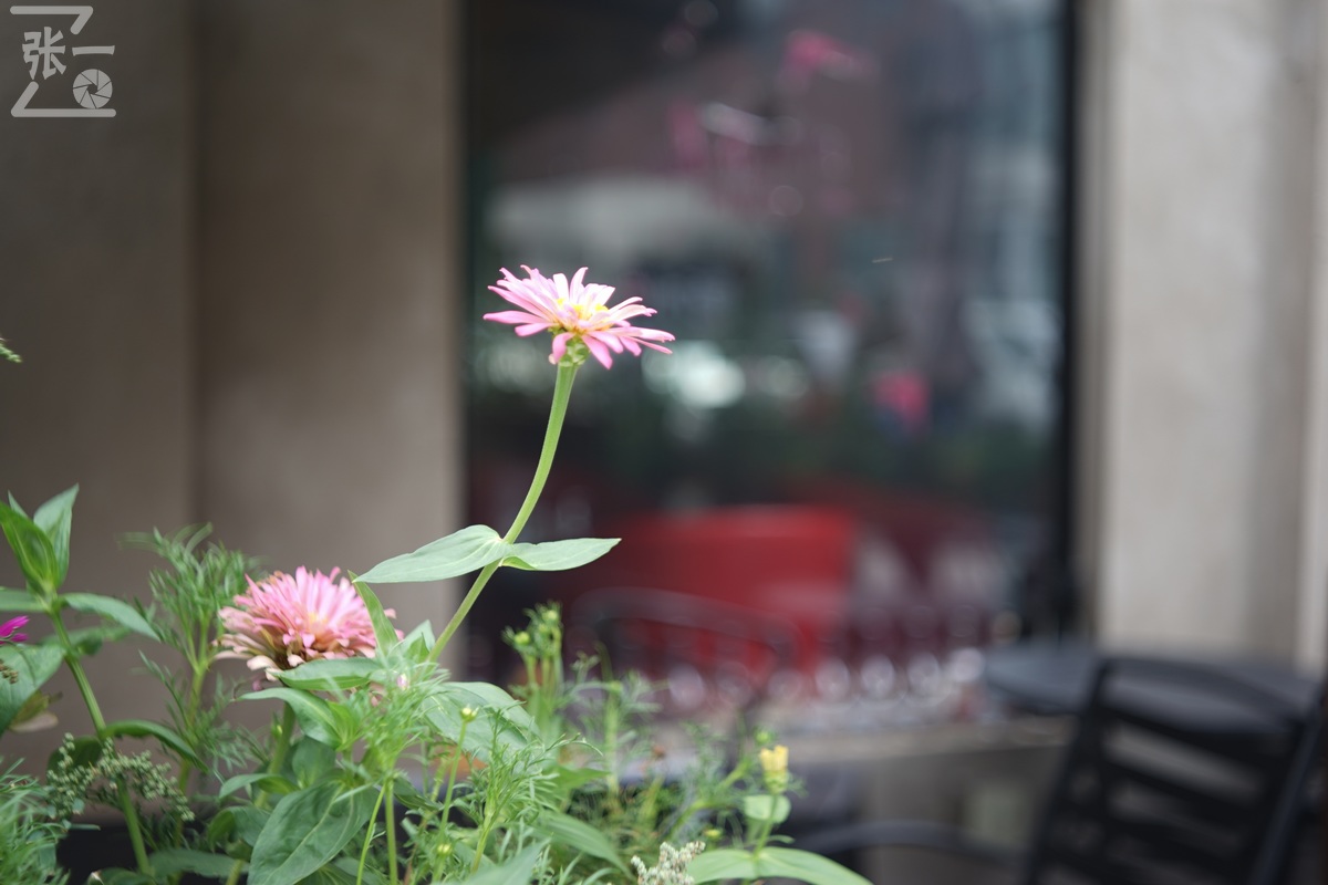 适合索尼a7m4的50定焦镜头测评,索尼a7m4镜头24-105f4测评