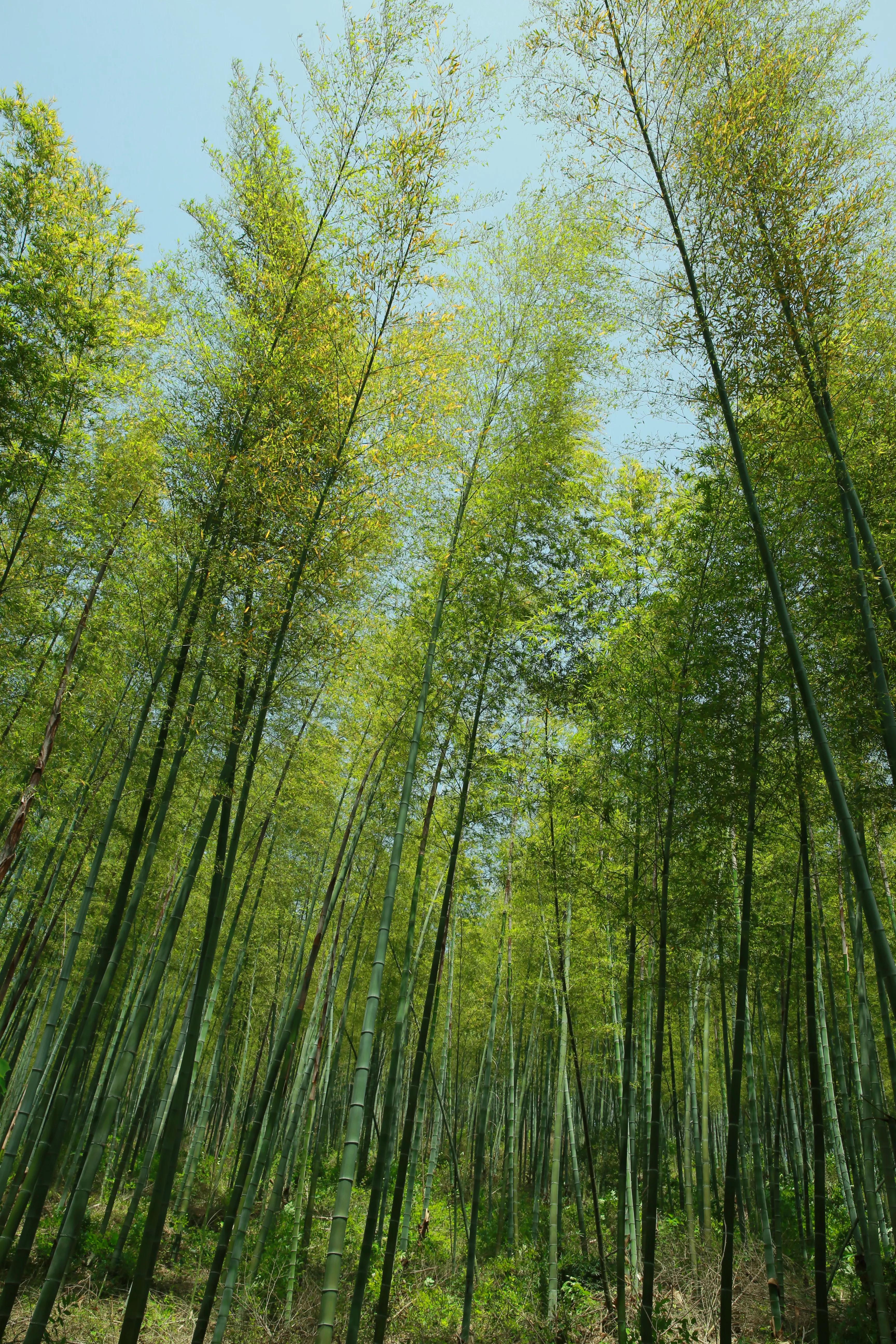 南京江宁区石塘竹海景区,石塘竹海附近有什么景点