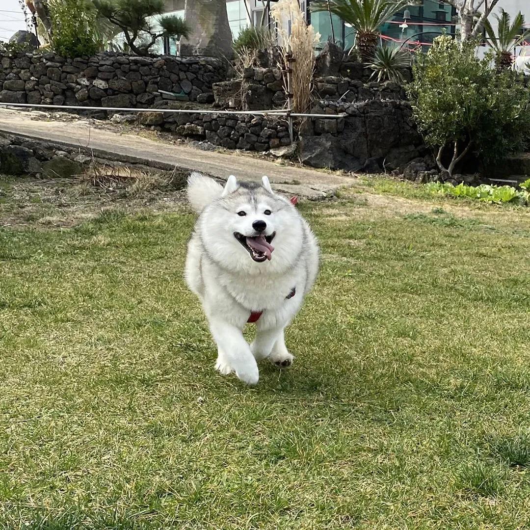 二哈为什么变瘦了,二哈太胖了必须要减肥