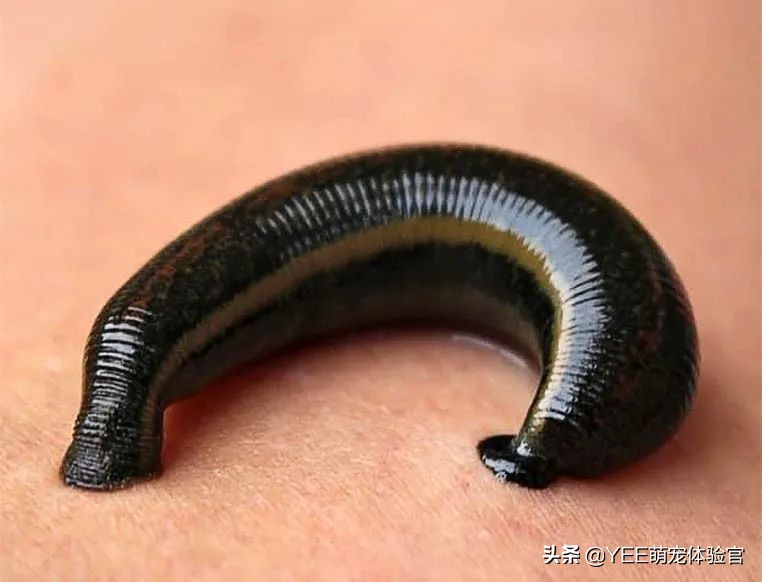 草缸里有蚂蝗如何处理,养鱼蚂蟥