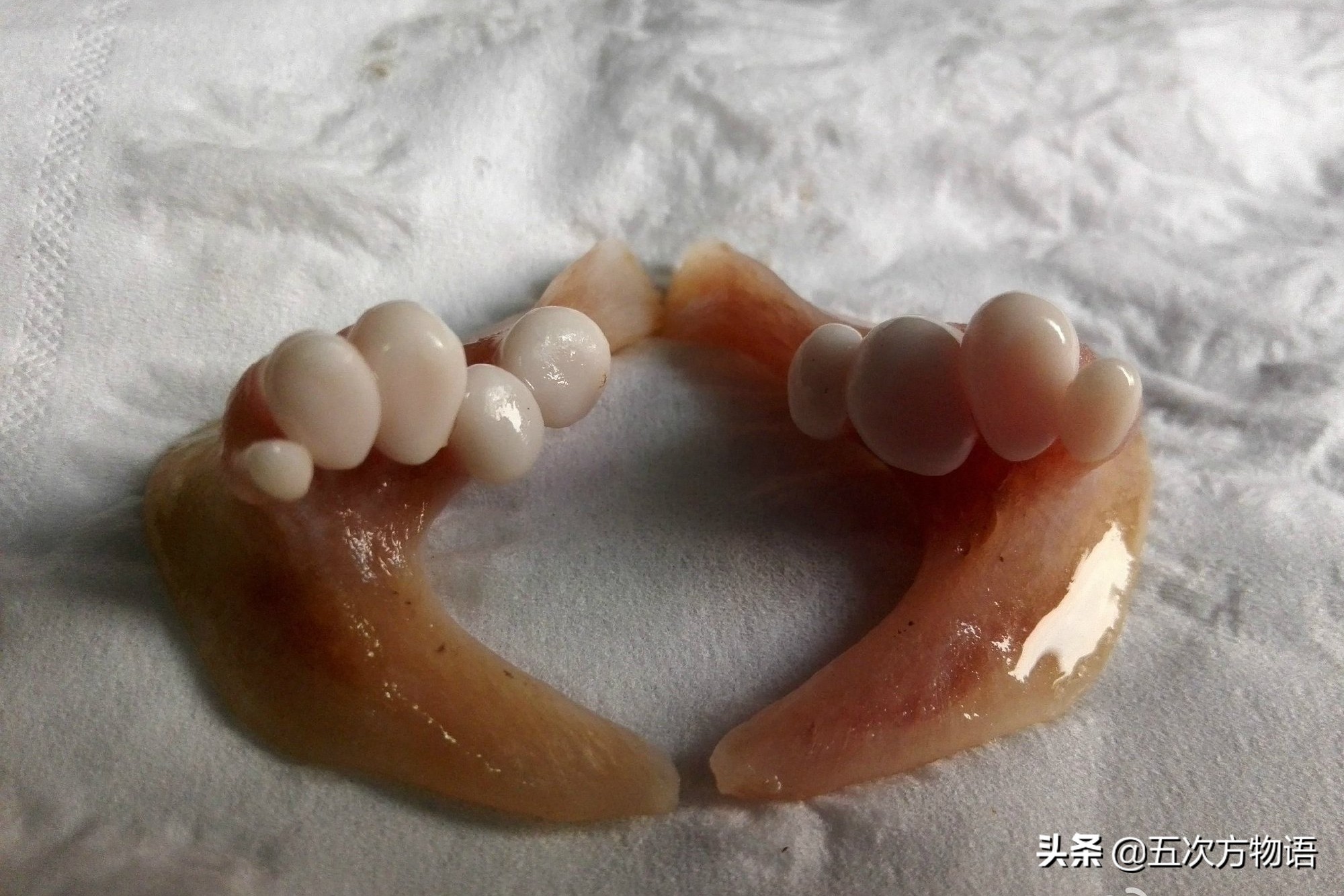 中国四大家鱼的视频,人们常说的四大家鱼