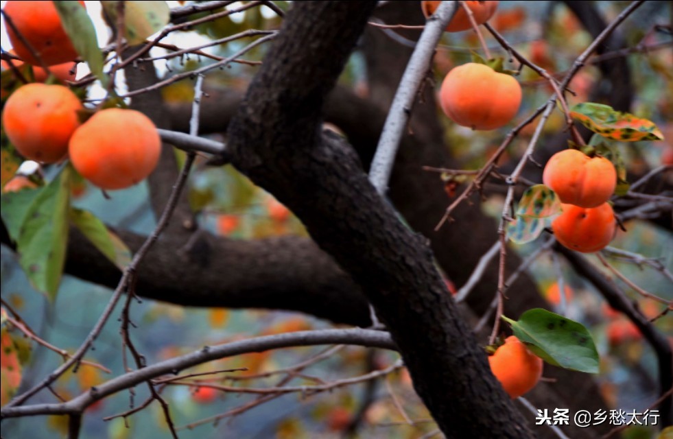 中华柿子红,秋高柿子红