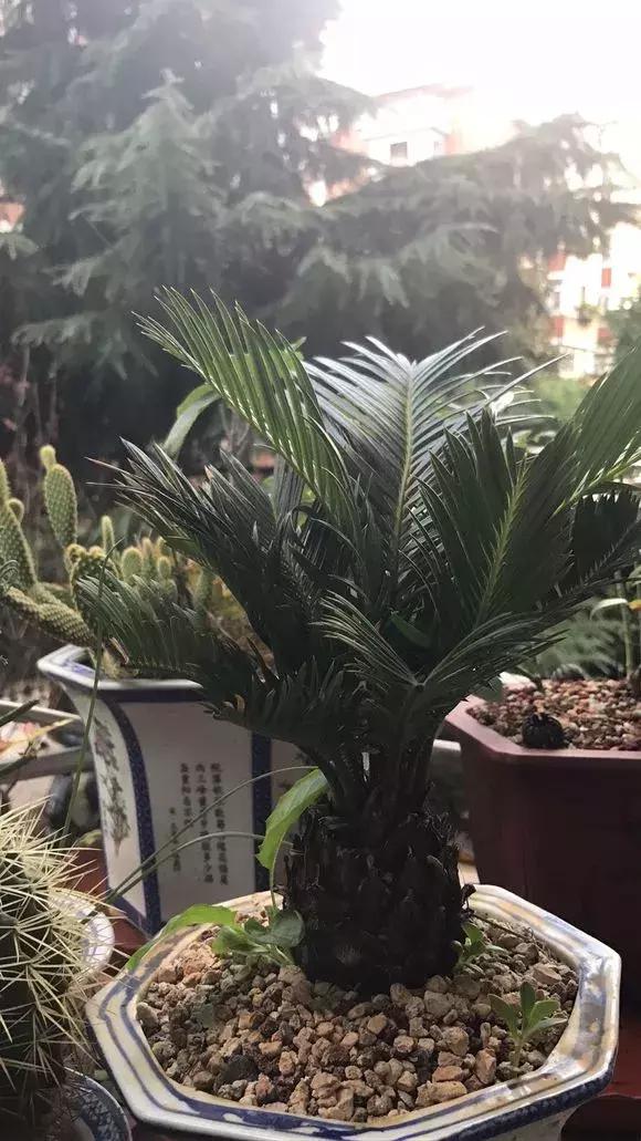 怎样才能让铁树绿油油,老花农养绿萝有秘诀