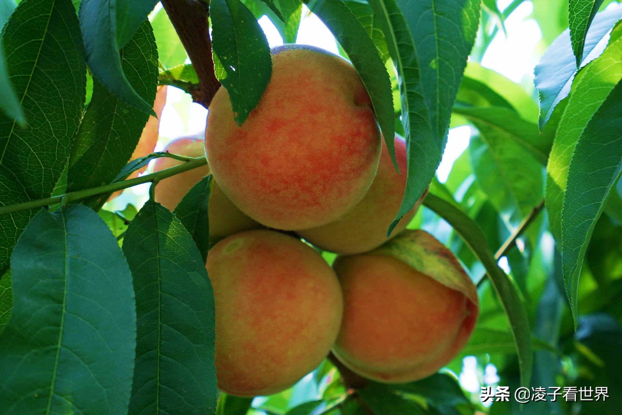 鐭冲搴勬収鐏簞鍥ソ鐜╁悧鍊煎緱鍘诲悧,鐭冲搴勬収鐏簞鍥檮杩戦噰鎽樺洯