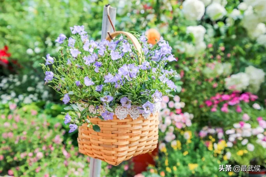 成都便宜的大花市,成都街边卖花一元一束