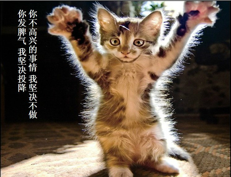 我只想说声爱你,只想再爱你一次