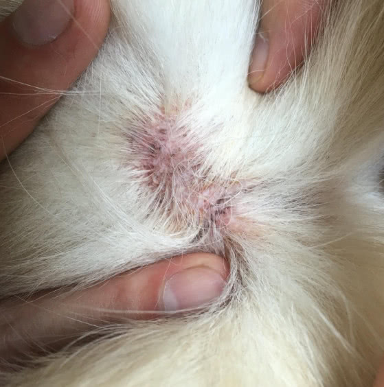 猫咪的猫癣和皮肤病的区别,猫咪除了猫癣还有什么皮肤病