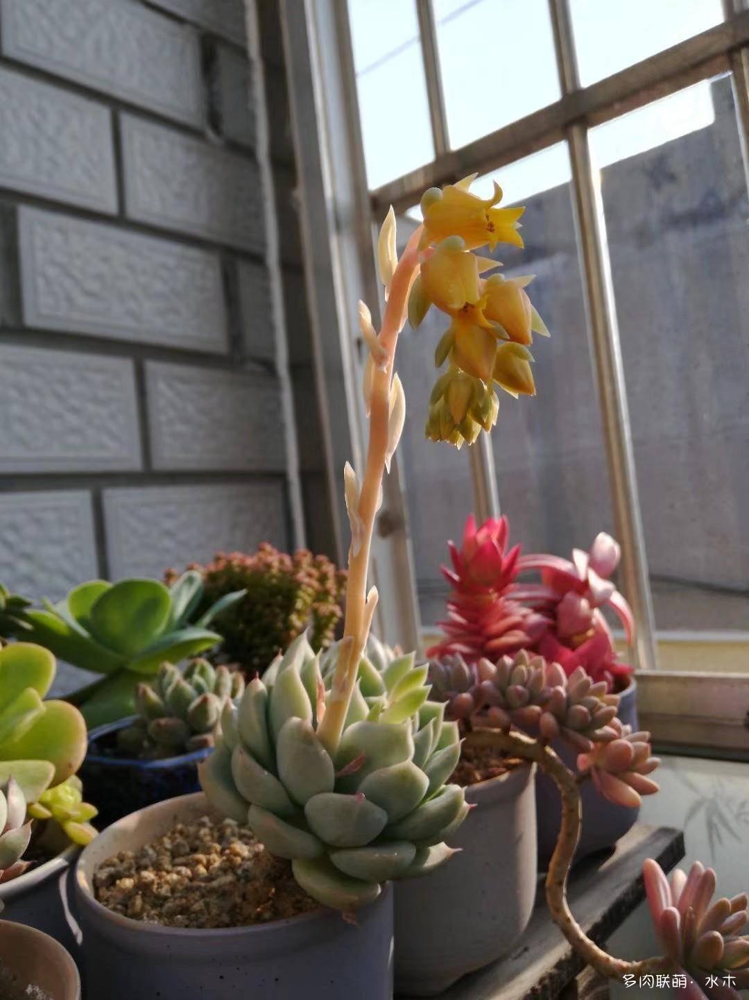 这才是多肉夏天该有的样子,多肉短期内颜值最高的时刻