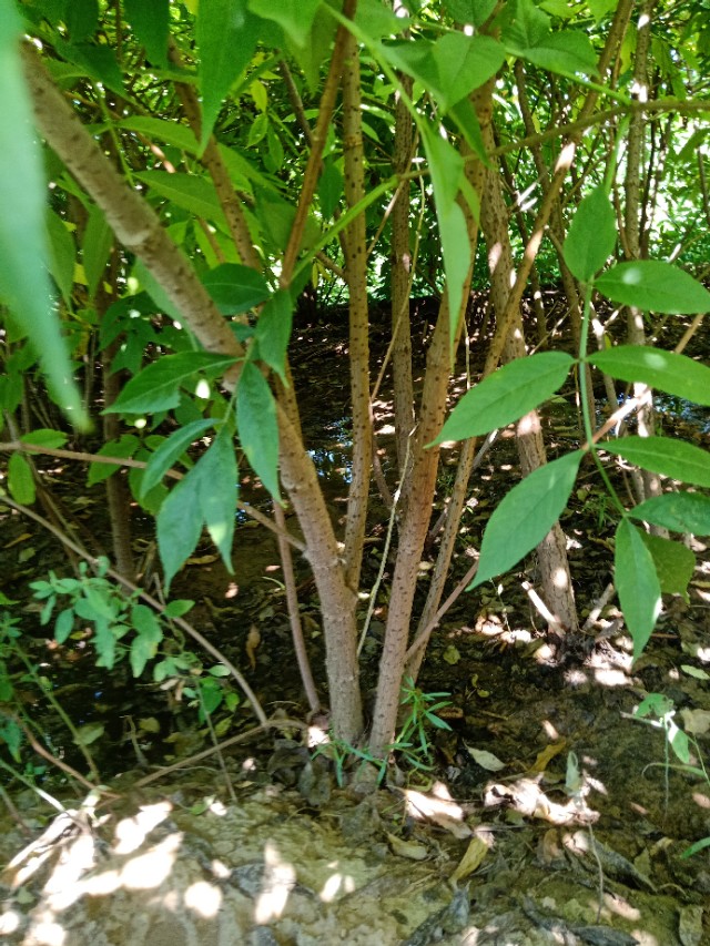 代购代销各种苗木花卉,代销苗木挂账