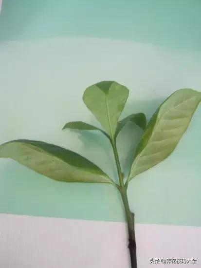 超大枝条的栀子花扦插方法,栀子大树干可以扦插活吗