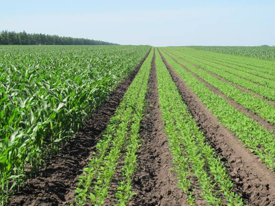 怎样防止黄瓜虫,黄瓜根结线虫最佳防治方法