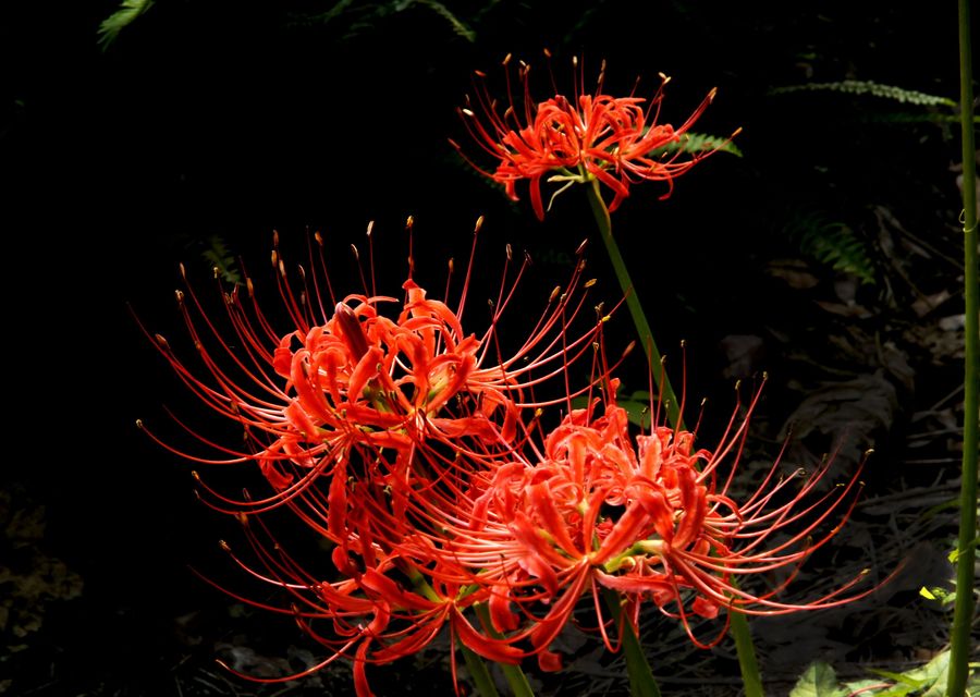 四季种球植物曼珠沙华彼岸花 (曼珠沙华的忧伤与思念)