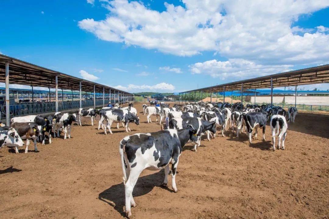 唯品牛乳是全脂奶吗,朝日唯品牛奶口感