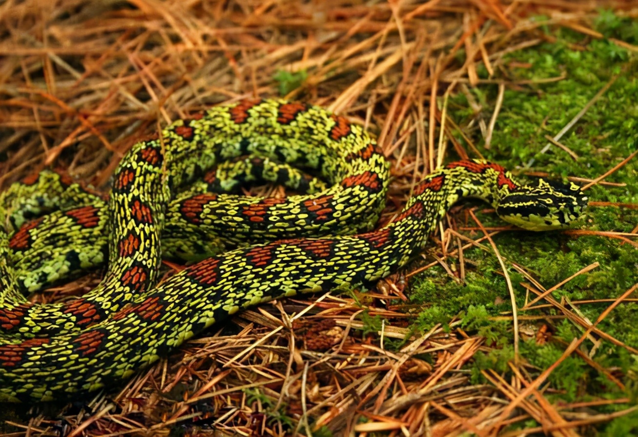 捕蛇奇人,湖南捕蛇奇人视频