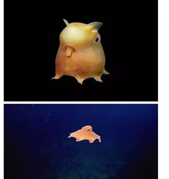 这100种动物你都认识吗,10种从未见过的动物