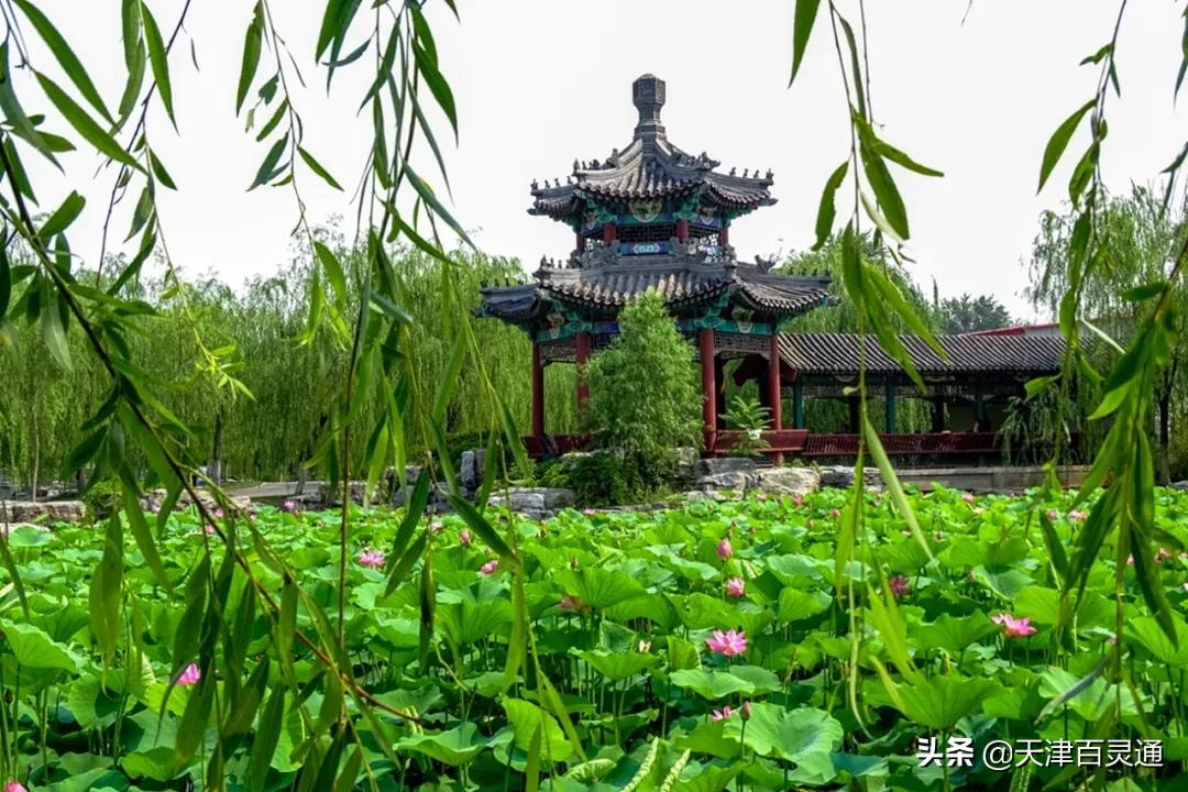天津去哪里拍荷花最佳,天津荷花观赏地点