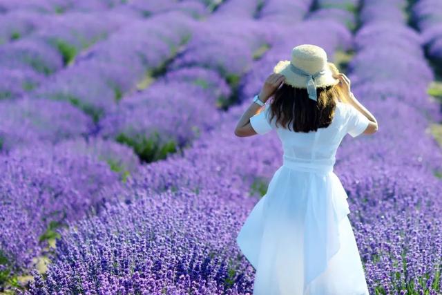 适合卧室养的10种花,养金枝玉叶放卧室可以改善睡眠吗