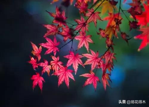 日本红枫和中国红枫有什么区别,日本红枫和中国红枫盆景的区别