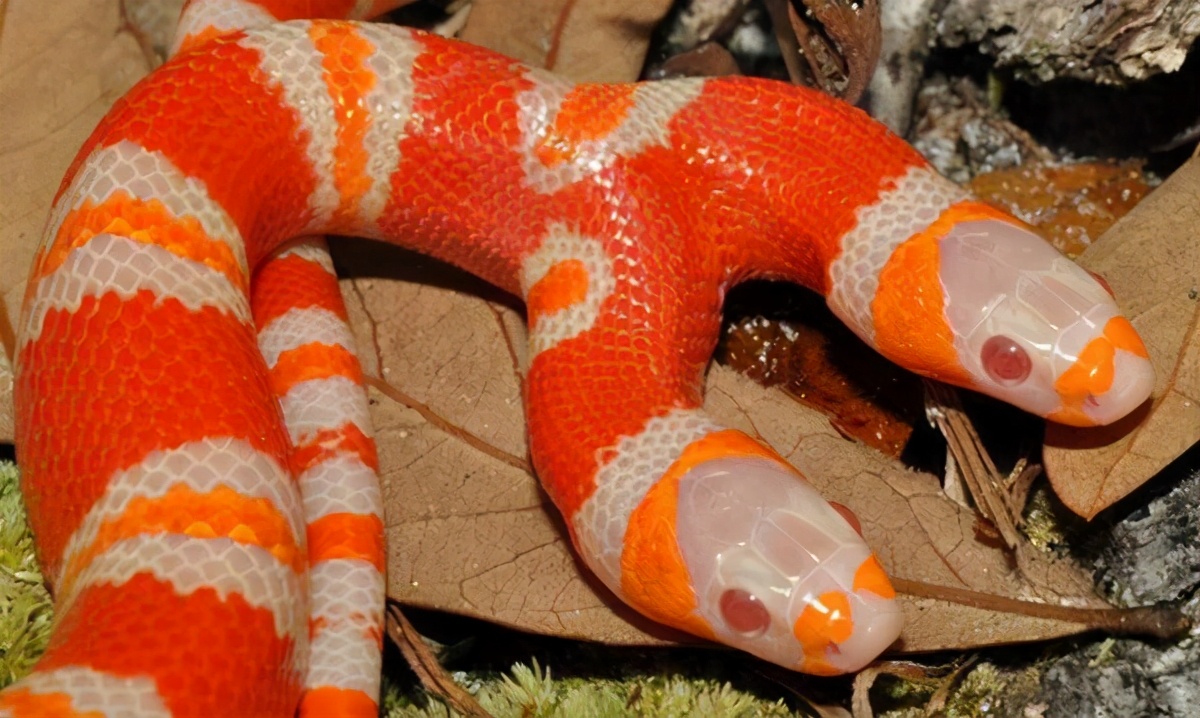 美国居民轻松捕获双头蛇，原因有些搞笑，两个头在争夺身体控制权