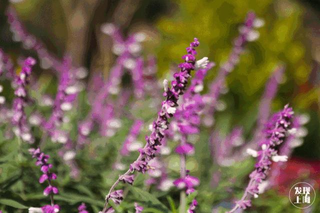 上海宋城免费景点,上海一日游攻略必去景点免费