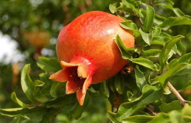 吃撑了吃什么水果可以快速消化,7个月的宝宝吃什么水果帮助消化