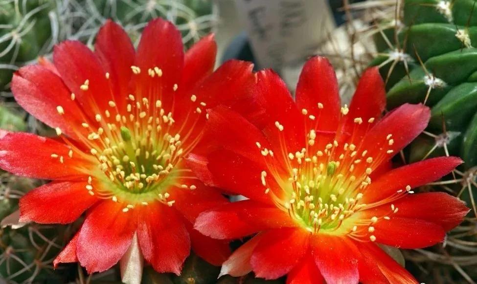 100种仙人球开花图鉴，平时丑丑的它们，开起花来，惊艳