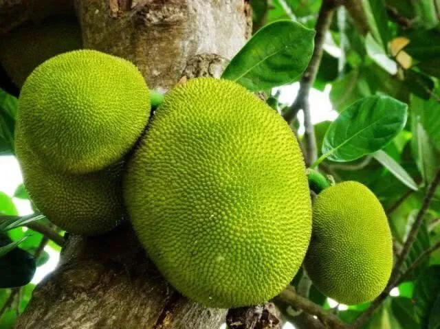 成都到涠洲岛旅游攻略自由行,成都去北海涠洲岛旅游攻略