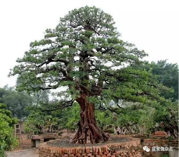 世界上最贵的盆景植物,最贵的一颗盆景