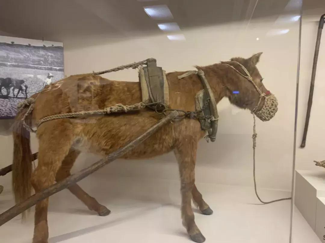 济州岛自由行详细攻略,济州岛自由行超实用攻略