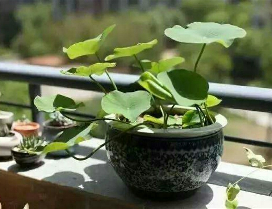 碗莲长势不佳，不开花，栽种时要注意这些细节