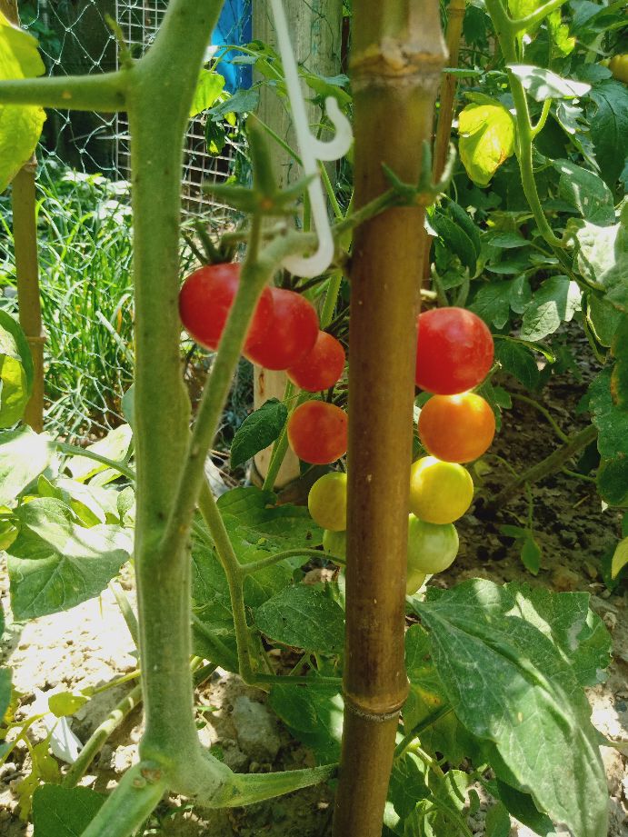 樱桃番茄最好的颜色,樱桃番茄挑选
