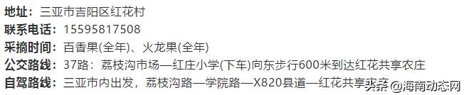 趁着春光出游海南,趁着春光明媚去旅行